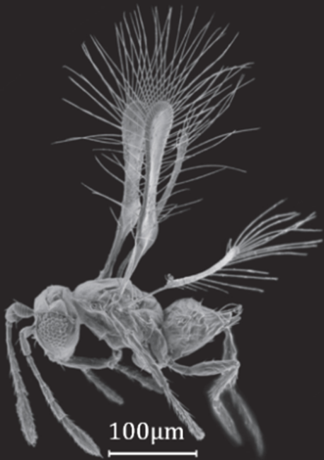 width=100,height=141.7