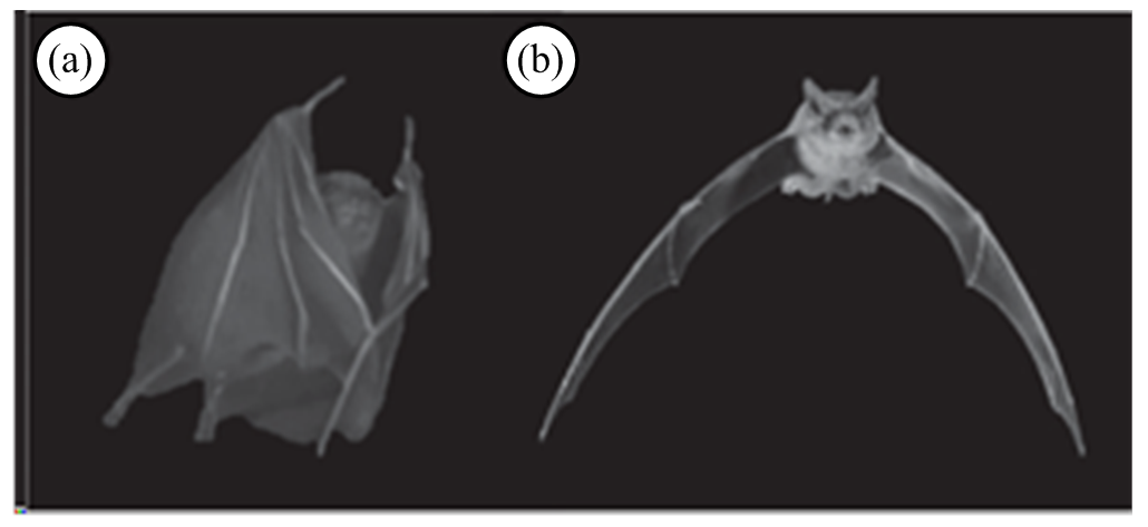 width=224.8,height=103.25